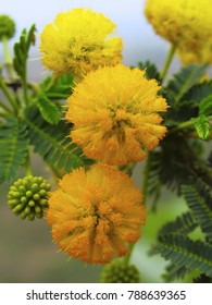 Acacia Nilotica High Res Stock Images Shutterstock