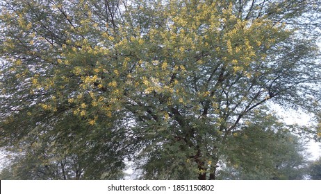 Flowers Of Acacia Tree. Vachellia Nilotica ( Babool ) Tree With Flowers And Green Leaves At Reengus In Rajasthan India