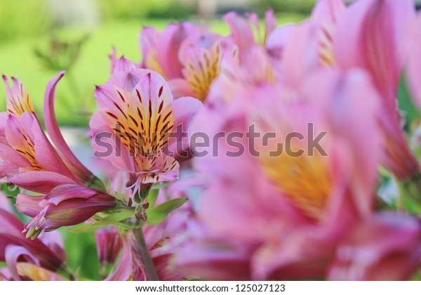 Flowers Africa Lions Mouth Domesticated Flower Stock Photo (Edit Now