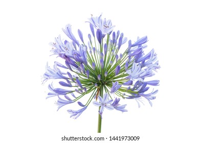Flowers of african lily isolated on white background - Shutterstock ID 1441973009