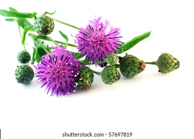 flowers against white background