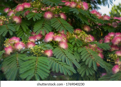 Albizia Tree Images Stock Photos Vectors Shutterstock