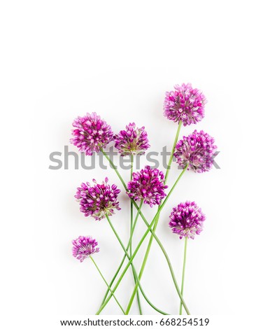 Similar – Image, Stock Photo Allium isolated on white background