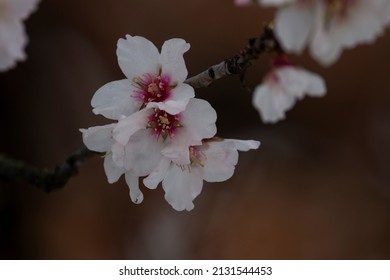 Flowers Of Almond Tree. Prunus Amygdalus, Prunus Dulcis.