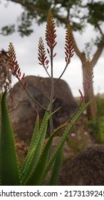 Flowers Of Aloe Grandidentata ( Plant Height: Up To 250 Mm )