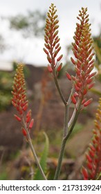 Flowers Of Aloe Grandidentata ( Plant Height: Up To 250 Mm )