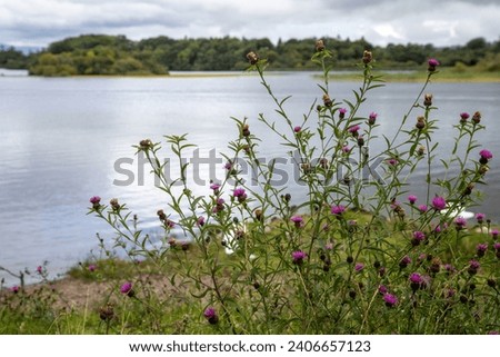 Flowers along  the beautiful Lough Leane Lake in the Killarney National Park - County Kerry - Ireland