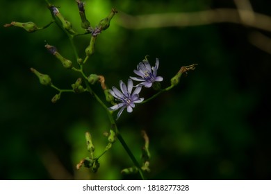 Flowers Along The Bike Trail In Southwoods Park, West Des Moines, Iowa.