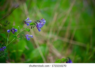 Flowers Along The Billy Goat Trail In Maryland.