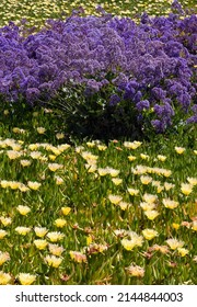 Flowers Along The Coast In Mussel Shoals California