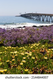 Flowers Along The Coast In Mussel Shoals California