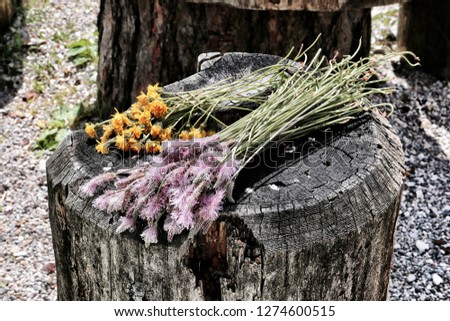 Similar – Wooden box filled with vegetables and flowers