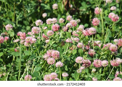 Flowers of alsike clover (Trifolium hybridum) plant in green summer meadow