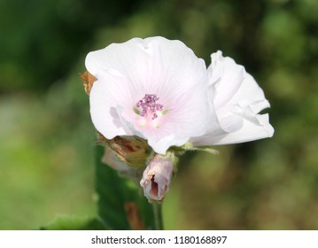 Flowers Of Althaea Officinalis Or Common Marshmallow