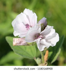 Flowers Of Althaea Officinalis Or Common Marshmallow