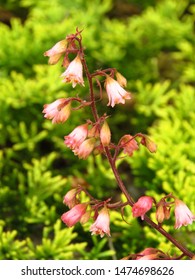 Flowers Of American Alumroot, Heuchera Americana,