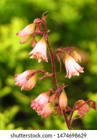 Flowers Of American Alumroot, Heuchera Americana,