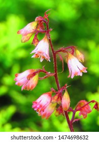 Flowers Of American Alumroot, Heuchera Americana,