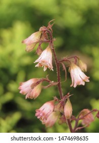 Flowers Of American Alumroot, Heuchera Americana,