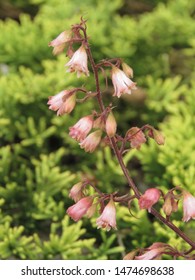 Flowers Of American Alumroot, Heuchera Americana,