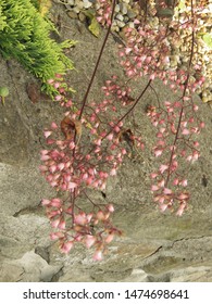 Flowers Of American Alumroot, Heuchera Americana,