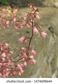 Flowers Of American Alumroot, Heuchera Americana,