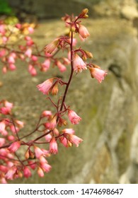 Flowers Of American Alumroot, Heuchera Americana,