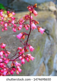 Flowers Of American Alumroot, Heuchera Americana,