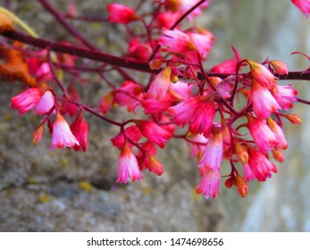 Flowers Of American Alumroot, Heuchera Americana,