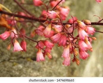 Flowers Of American Alumroot, Heuchera Americana,