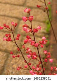 Flowers Of American Alumroot, Heuchera Americana,