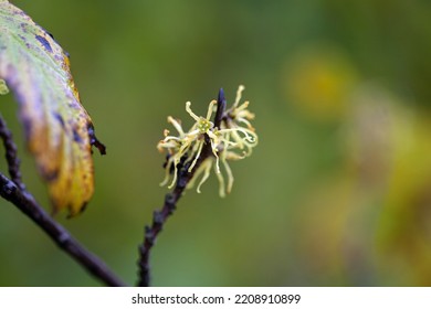 Flowers Of An American Witch Hazel Tree, Hamamelis Virginiana