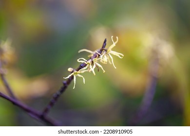 Flowers Of An American Witch Hazel Tree, Hamamelis Virginiana