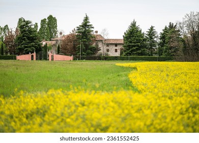 
Flowers among the rapeseed fields.