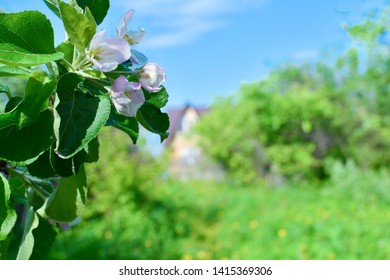 Flowers of apple against the background of the garden, the sky and a country house.