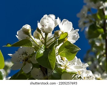 Flowers Of The Apple Tree. Blooming Apple In Spring. Beautiful Blooming Apple Orchard. Seed Part Of The Plant, Consisting Of Reproductive Organs (stamens And Fruits),