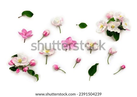 Flowers apple tree, pink and white blossom on a white background. Top view, flat lay