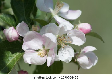 flowers of an apple tree in a spring garden - Shutterstock ID 1090784453