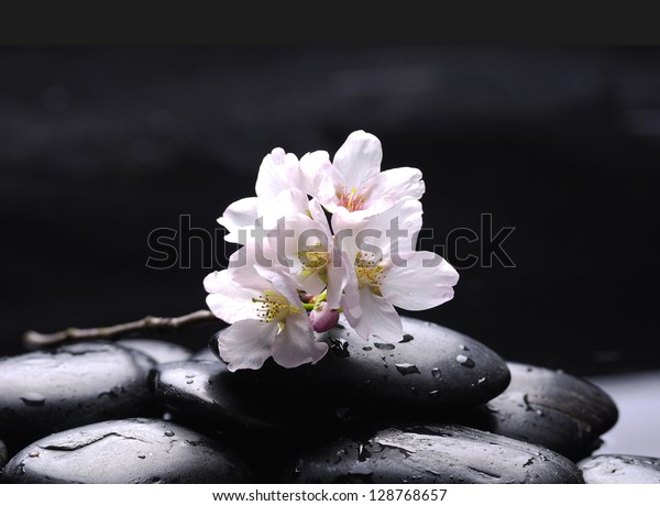 Flowers Apricot April On Pebbles Stock Photo Edit Now
