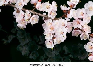 Dark Cherry Blossom Stock Photos Images Photography Shutterstock