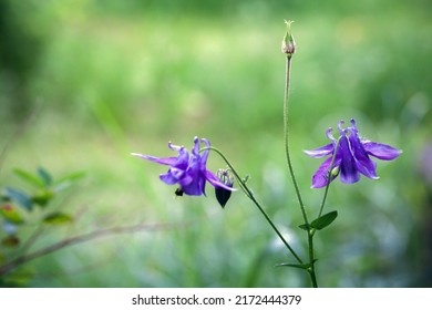 Flowers of the Aquilegia vulgaris is a species of columbine native to Europe also known as European columbine, common columbine, grannys nightcap, and grannys bonnet. Macro photo