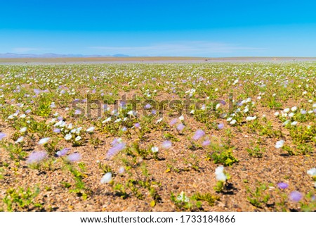 Similar – Image, Stock Photo Summer flowers before summer flower dress