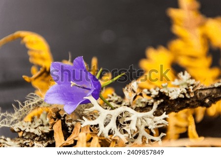Flowers in autumncolors with golden yellow and a purple flower