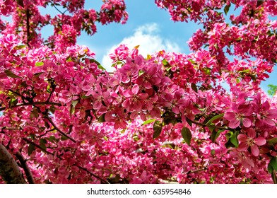 Flowers background - Shutterstock ID 635954846
