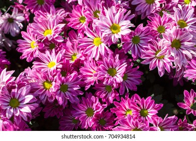 Flowers Background Stock Photo 704934814 | Shutterstock