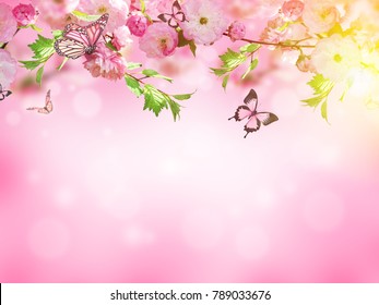 Flowers background with amazing spring sakura with butterflies. Flowers of cherries.