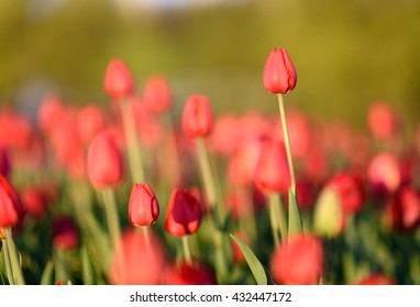 flowers background. Amazing view of sunny red tulips landscape in garden at the middle of spring
