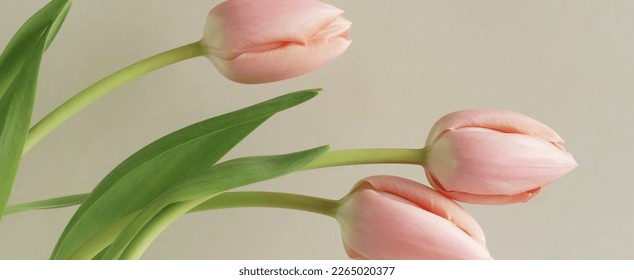 Flowers background banner. Pink tulips flowers on beige background. Copy space.Spring time flowers template.Poster - Powered by Shutterstock