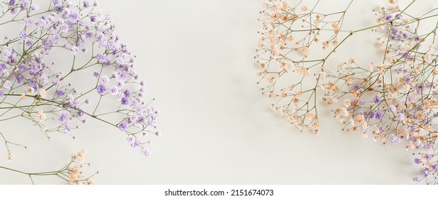 Flowers background banner.Violet gypsophila flowers or baby's breath flowers close up frame on white background selective focus . Copy space. Flowers template. - Shutterstock ID 2151674073