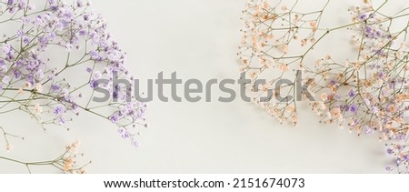 Flowers background banner.Violet gypsophila flowers or baby's breath flowers close up frame on white background selective focus . Copy space. Flowers template.